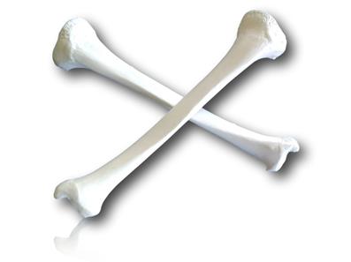TIBIA