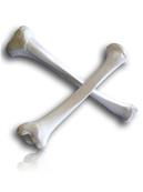 TIBIA
