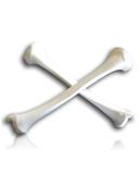 TIBIA